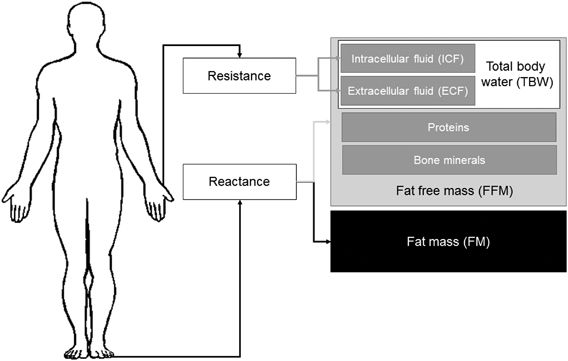 Body-Composition Analyzer (Bioelectrical Impedance Analysis; BIA